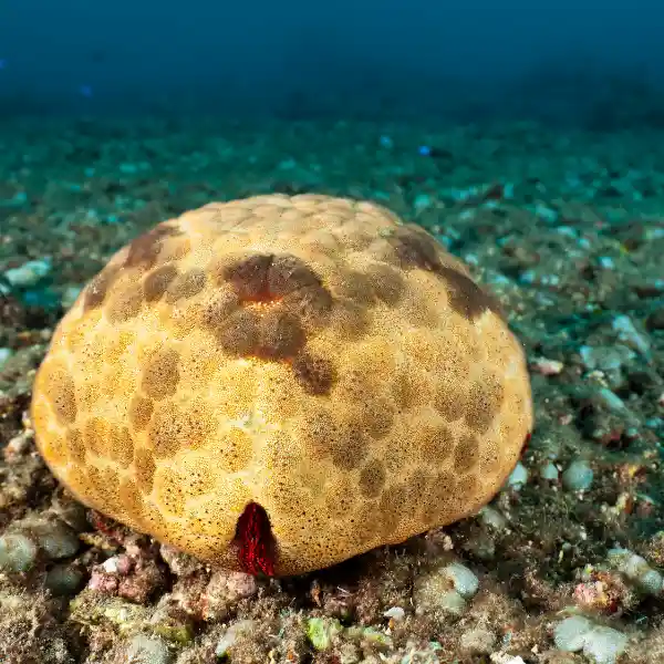 Cushion Sea Star for Aquarium Breeding