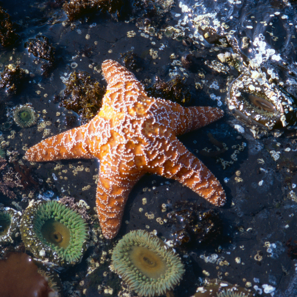 Orange starfish care and habitat