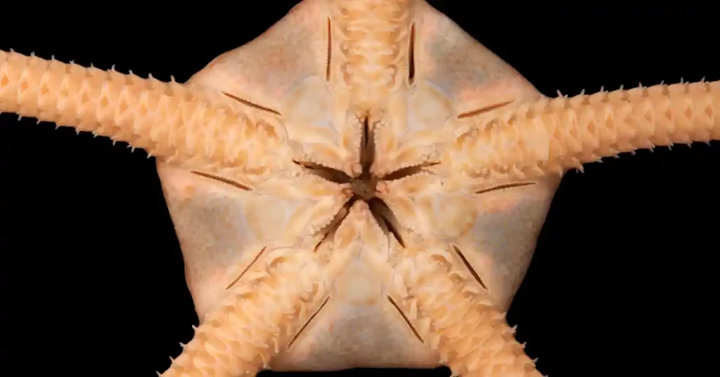 Serpent Brittle Starfish Structure