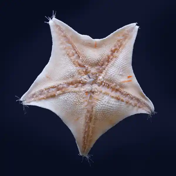 Bat Starfish Structure and Appearance