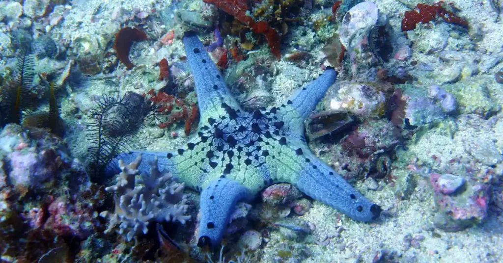 Blue Starfish Care Guide