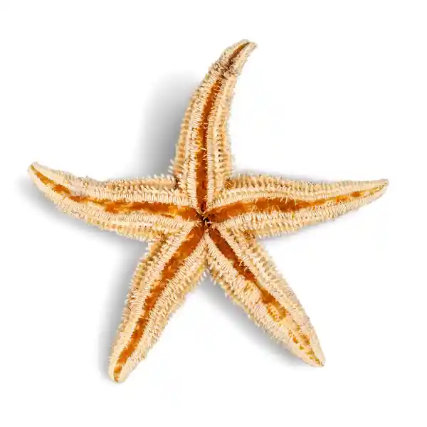 Brown Starfish care and diet