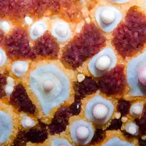 Giant Starfish Skin