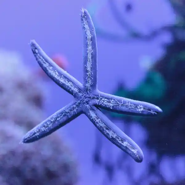 Linckia Laevigata, the Blue Sea Star