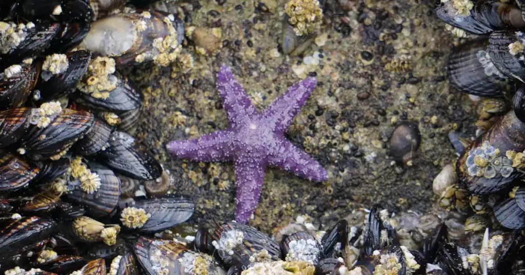 Ochre purple sea star