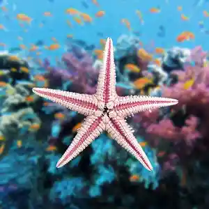 Pink Starfish Structure