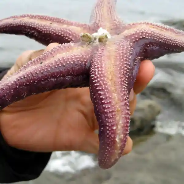 Purple sea star ecosystem
