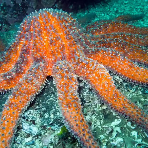 Pycnopodia helianthoides, the biggest starfish