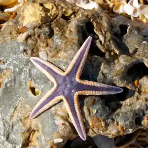 Royal Sea Star