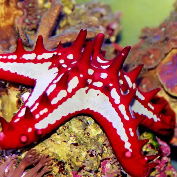 Knobby red starfish