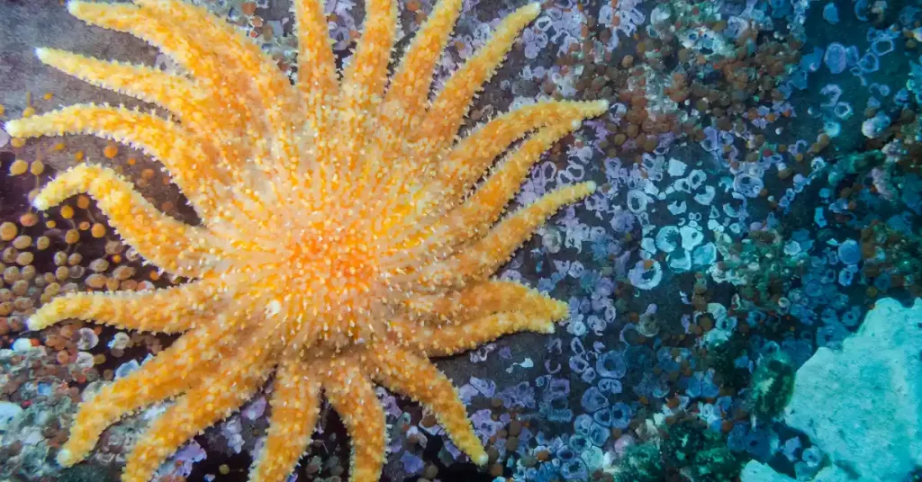 Sunflower starfish feeding in their habitat