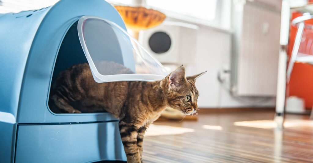 Train your kitten to use the litterbox
