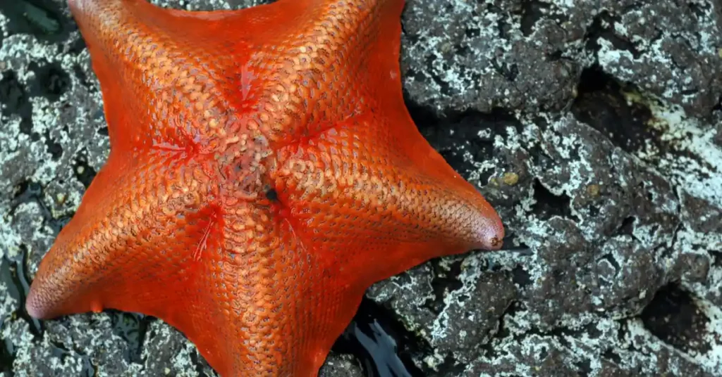 Bat starfish (Asterina Miniata)