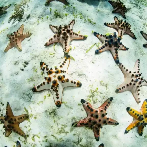 Chocolate chip starfish colony