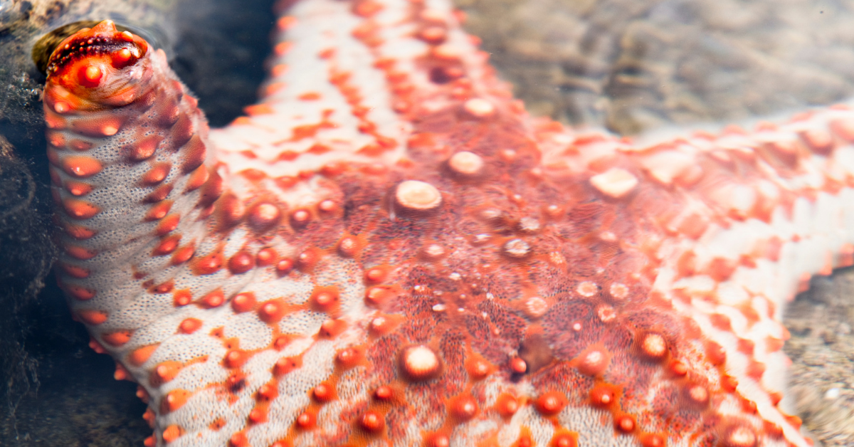 Orange Starfish care and aquarium guide