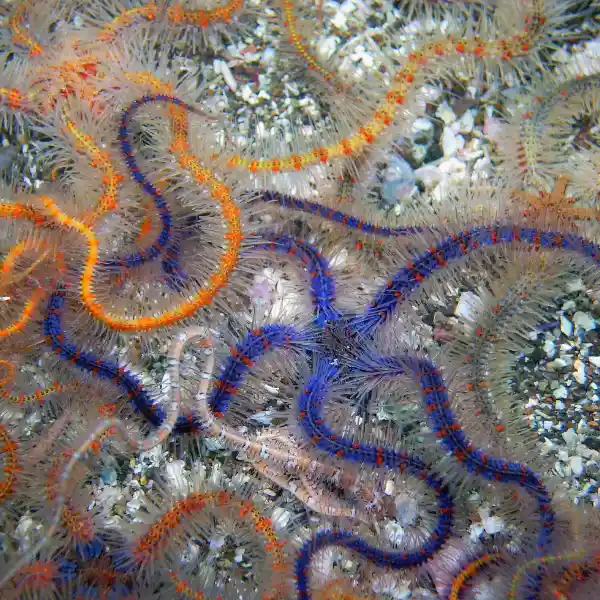 Serpent Brittle Starfish Reproduction and Growth