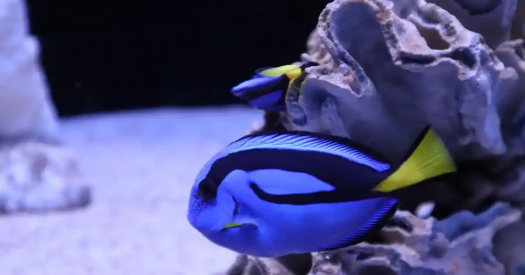 What kind of fish is dory from the finding nemo, the blue tang fish