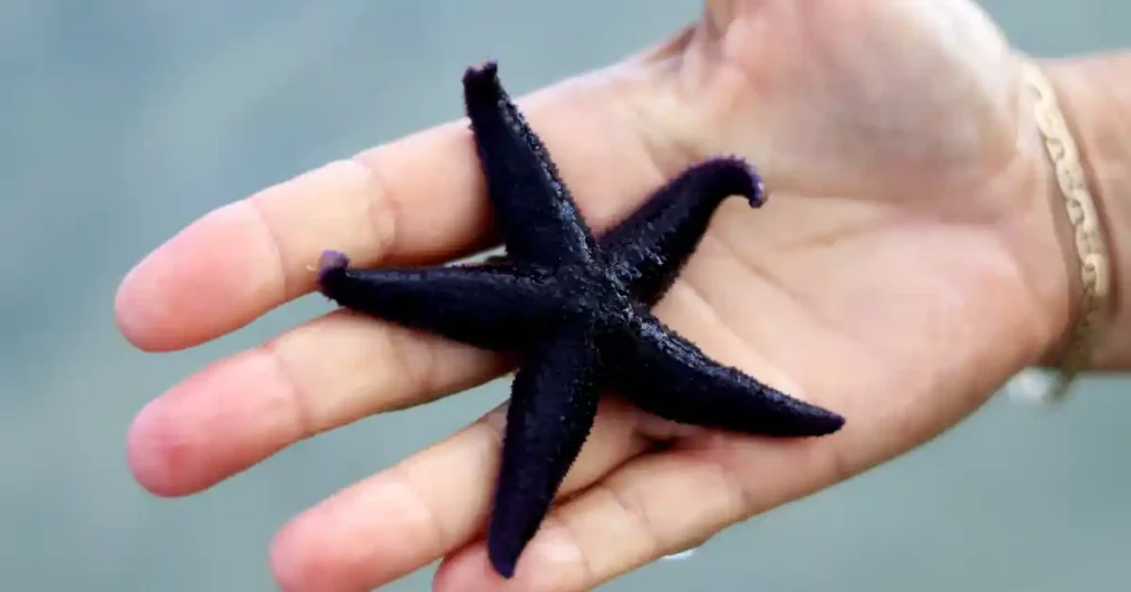 Black Sea Star