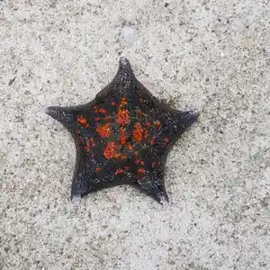 Black Starfish