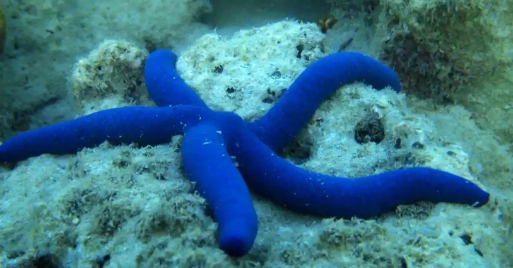 Blue Starfish Linckia Laevigata Sea Star