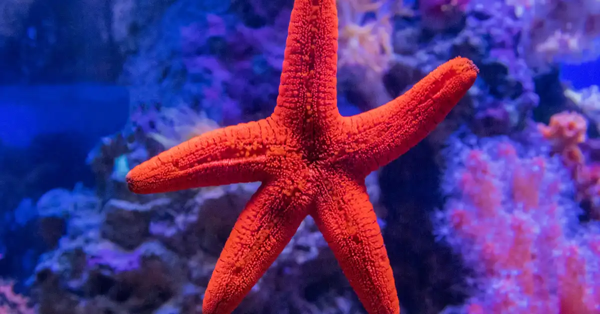 Fromia Milleporella (Red Sea Star): Diet, Habitat, and Breeding Tips
