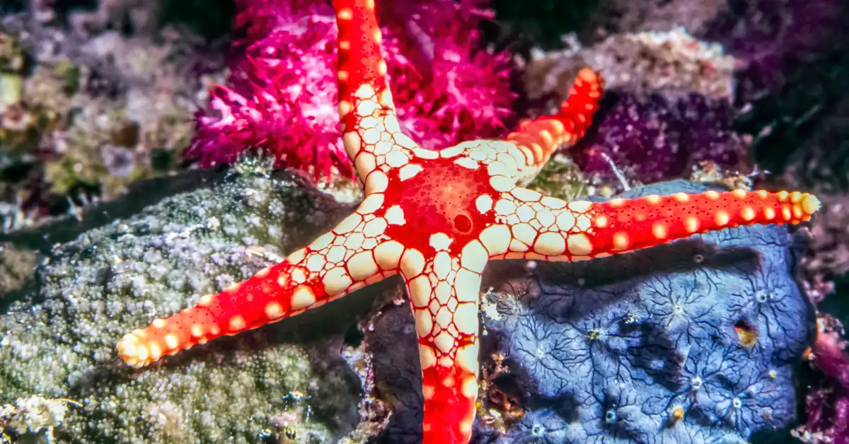 Fromia Monilis (Necklace Starfish) – Meet The World’s Rarest Starfish