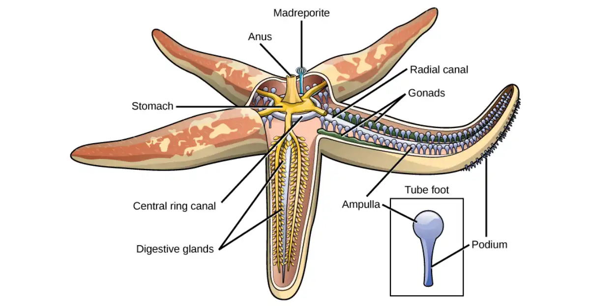 What Are the Functions of the Ampulla in a Starfish?