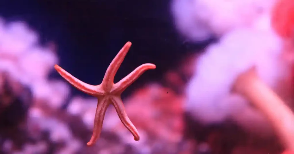 Pink sea star (Pisaster Brevispinus)