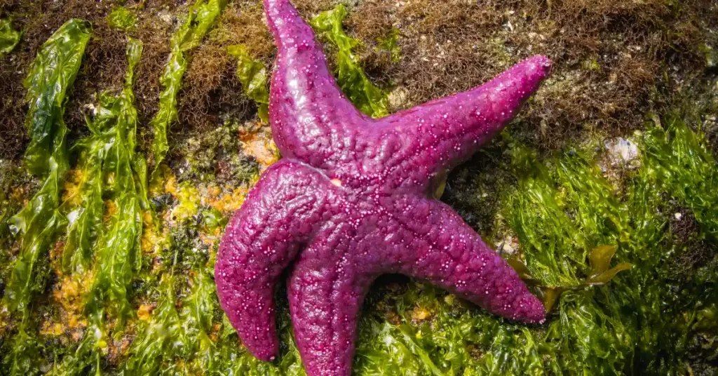 Purple Starfish Habitat, diet and care