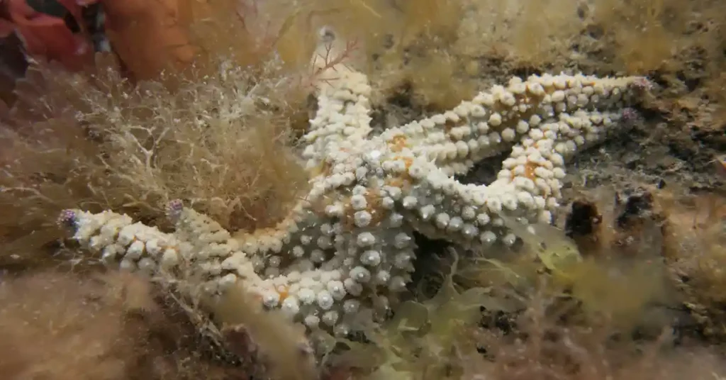 Spiny Starfish (Marthasterias Glacialis)
