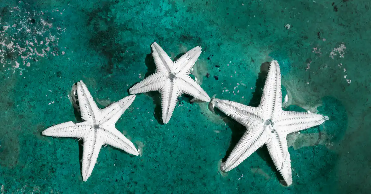 White starfish – The Ultimate Guide to Diet, Habitat, Reproduction & Aquarium Care