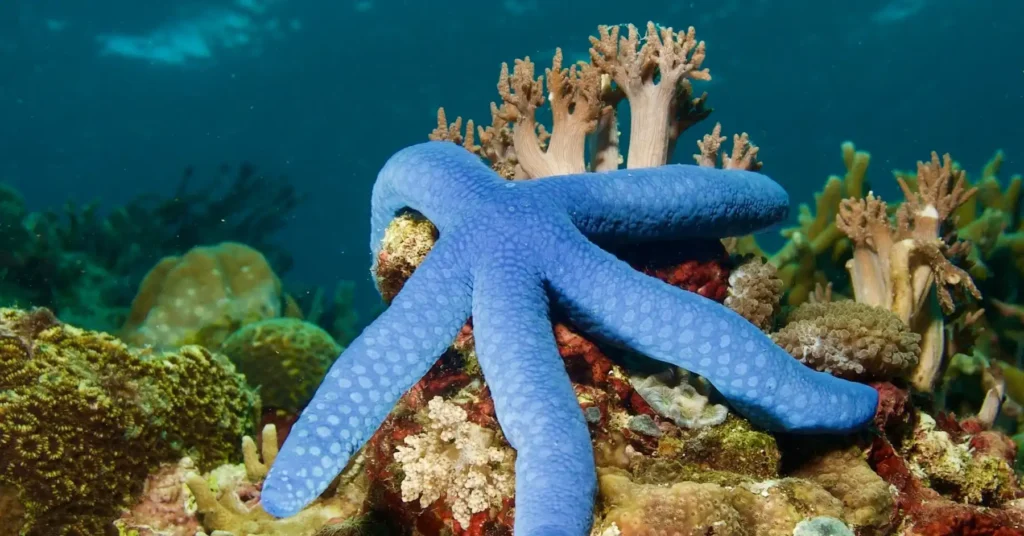 A starfish eating habits