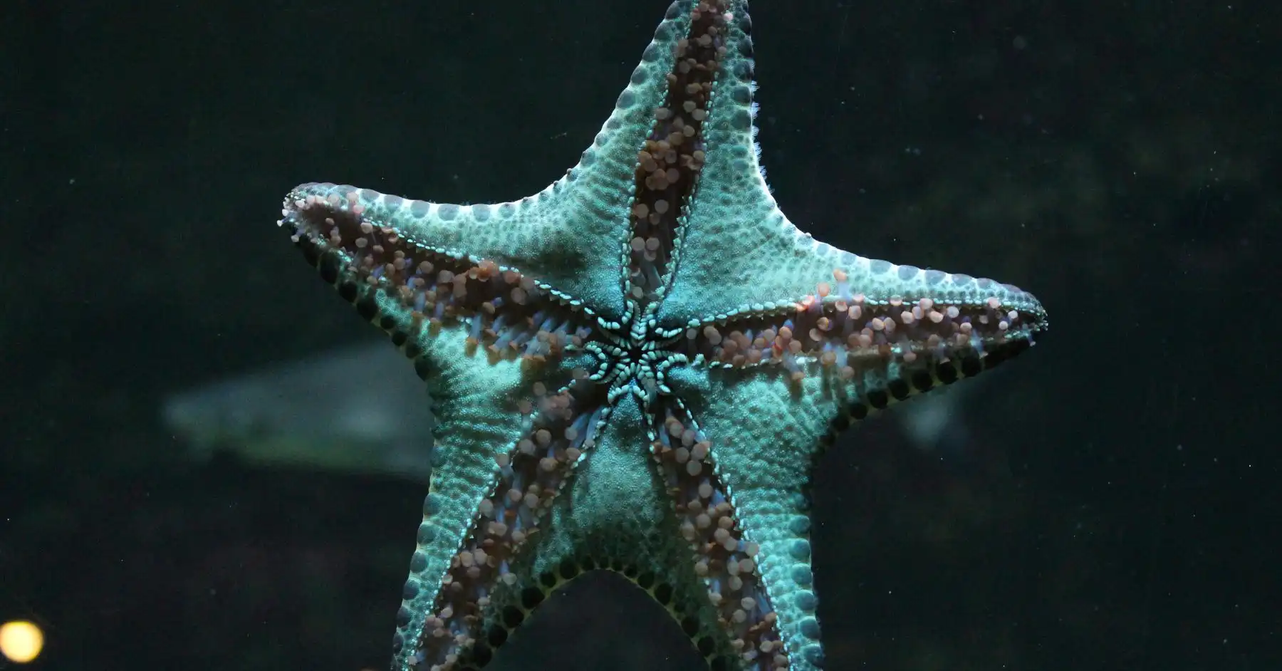 How to feed starfish in home aquarium