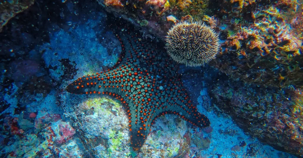 Lifespan of a starfish