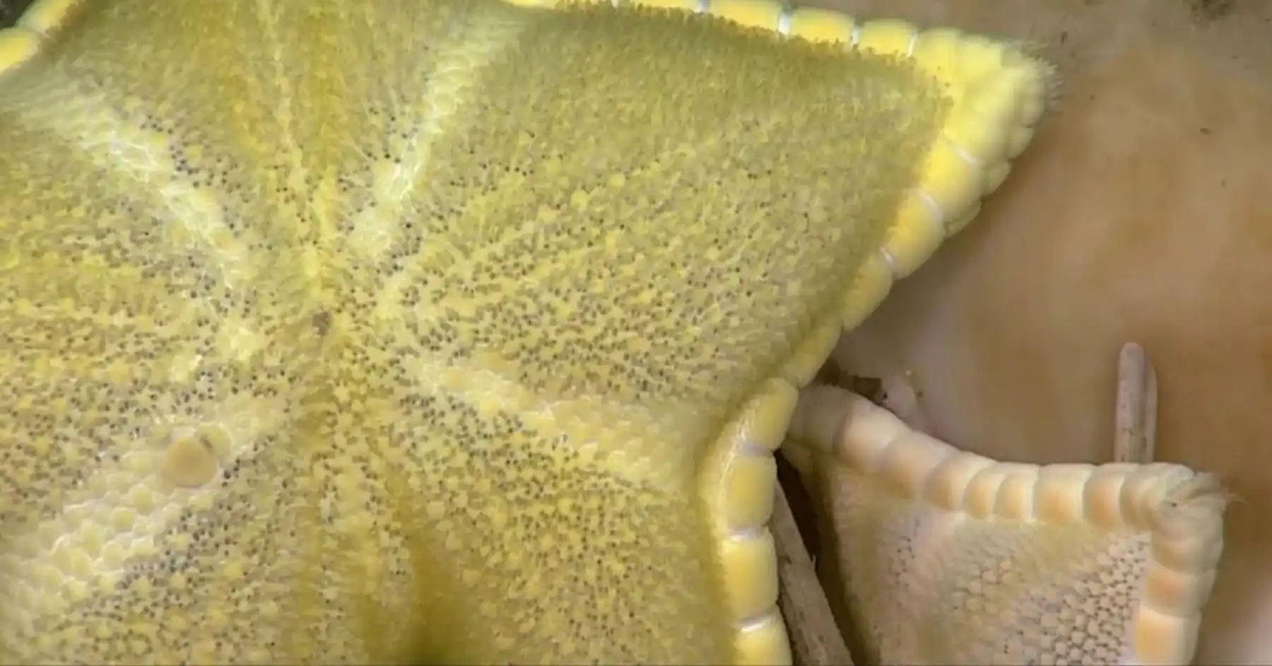 Plinthaster dentatus Ravioli Starfish