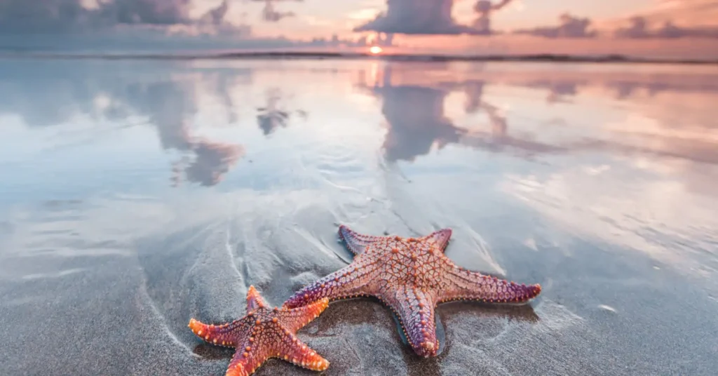 Lifespan of a starfish