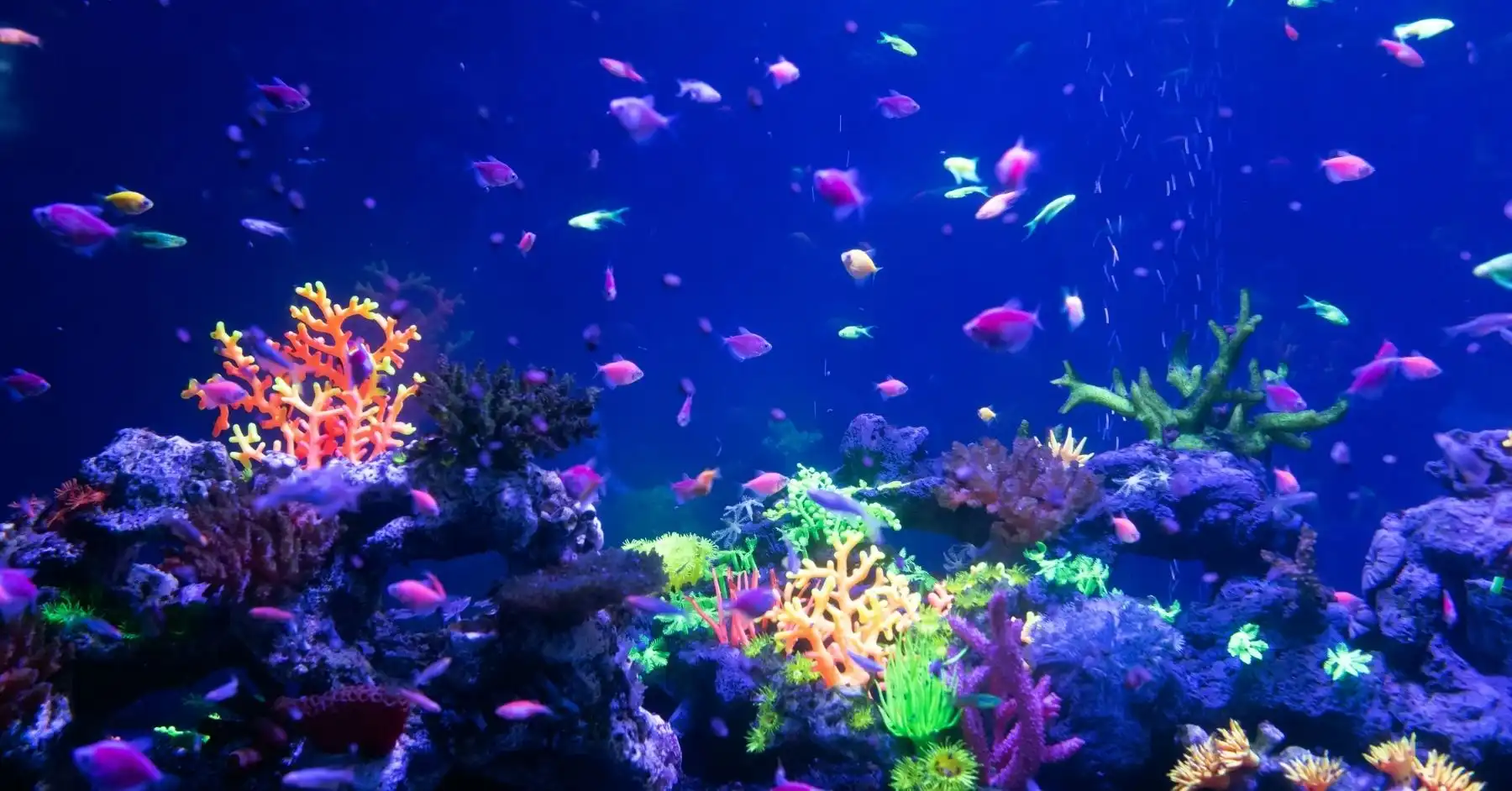 How to avoid spreading ICH in aquarium