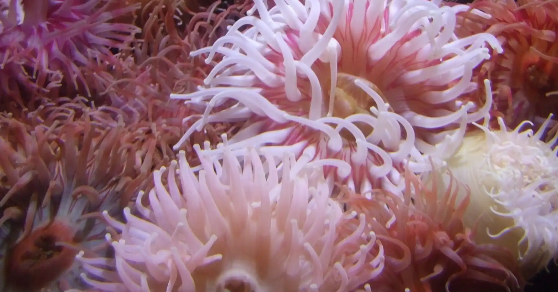 Majano Anemone Identification and What they eat