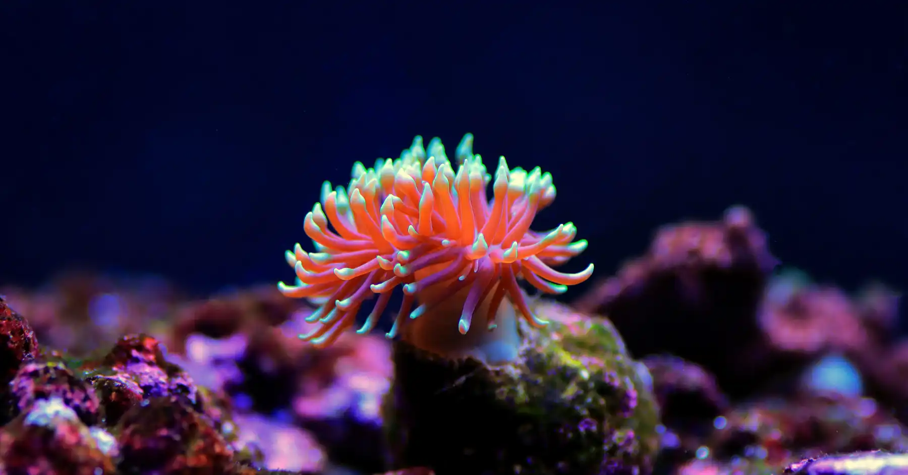 kills an anemone Effectively and How can you keep them in tank