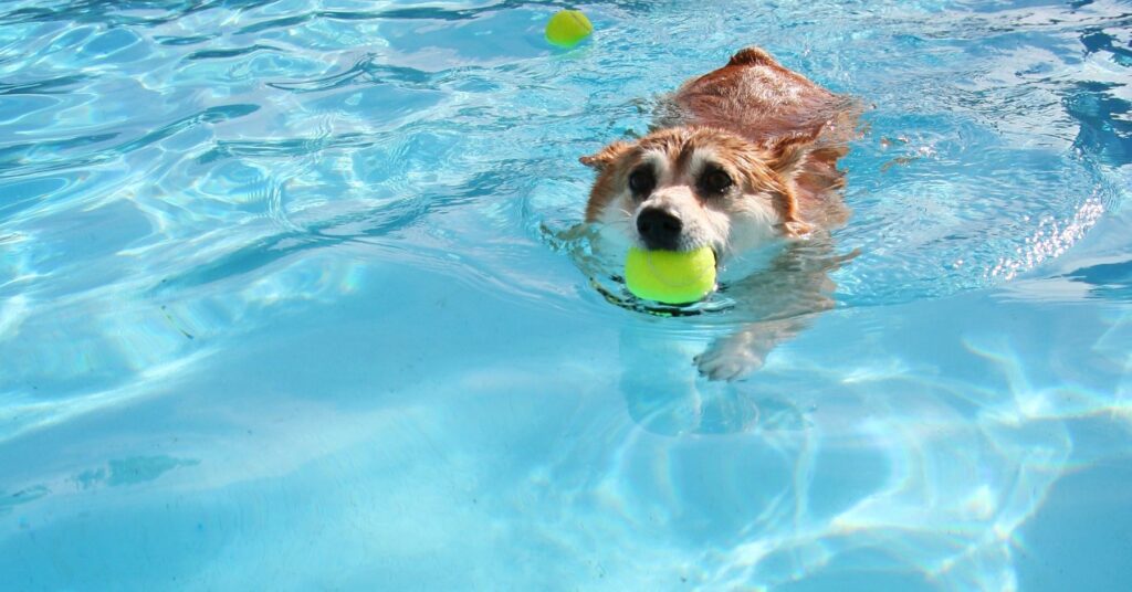 Teach your dog how to swim by rewarding